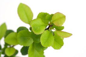 green fresh young tiny small