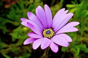 background with purple garden flower