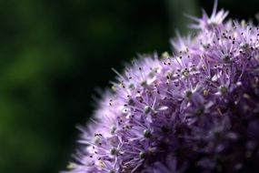 wild flower blossom bloom purple