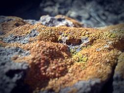 stone fungus fungi texture orange