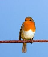 bird robin cute branch close up