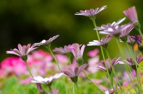 amazing summer flowers
