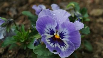 pansy background blossom bloom