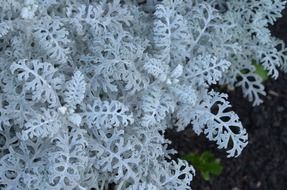 white fern nature flower season