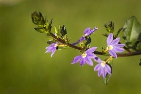 flowers blurred background flora