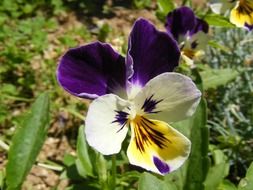 pansy flowers blossoms blooms