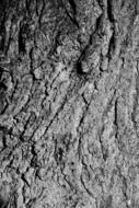 abstract background bark detail