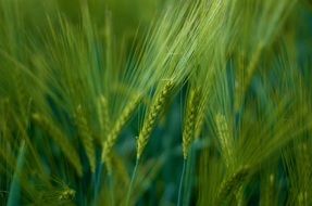 grain field agriculture background