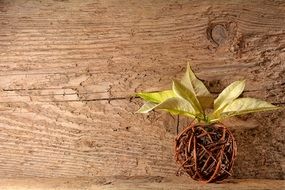 wood wicker poinsettia background