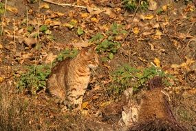 domestic cat on the nature