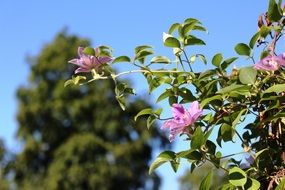 flowers clematis climber purple