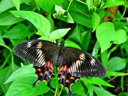 butterfly wild big nature animal