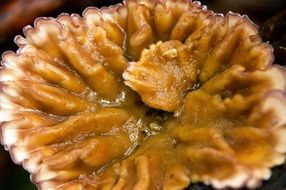 fungus brown white wet rain round