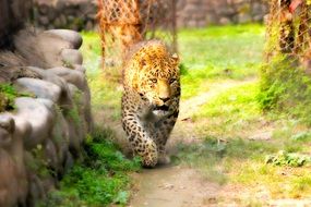 animal leopard king wildlife