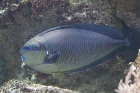 triggerfish portrait