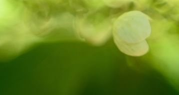 abstract background pattern green