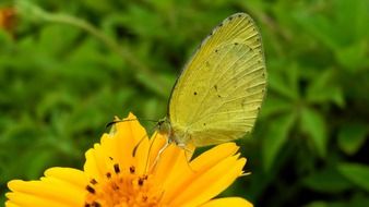 butterfly on the yellow flower in summer