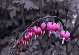 pink flowers on a grey background