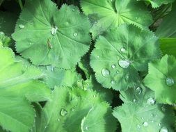 leaves green water garden pattern