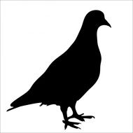 bird pigeon black silhouette animal