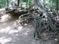 nature root trees forest