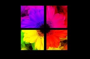 flower through colorful glass pieces