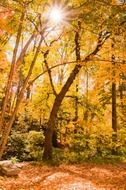 autumn background beech branch