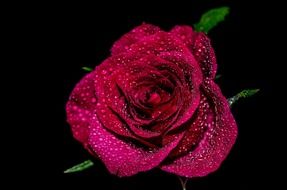 magenta rose in water drops