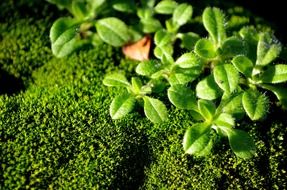 moss and green plant with the leaves
