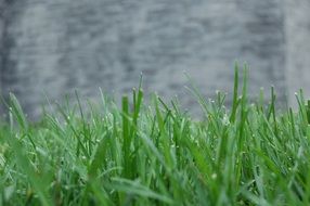 grass background isolated green