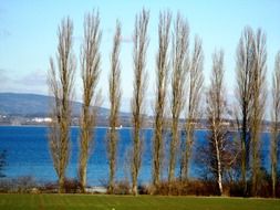 trees poplars group bank lake