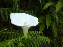 calla white blossom bloom