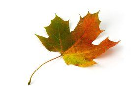 maple leaf color autumn fall