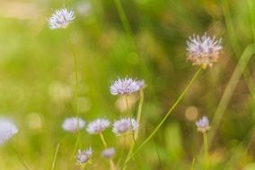 flowers pink grass green