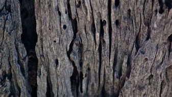 background with old tree trunk