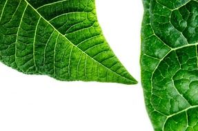 green leaves on a white background