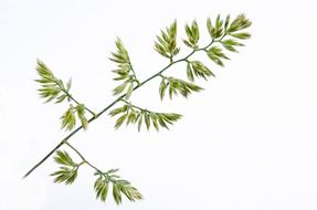 meadow plant on a white background