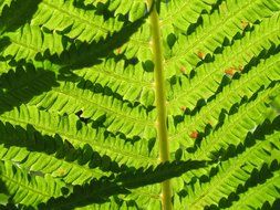 fern green detail close macro