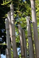 bamboo green nature plant natural