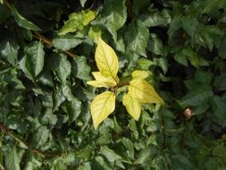 green leaf of a bush