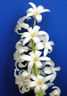 flower hyacinth cream white spring