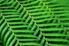 fern abstract green lines