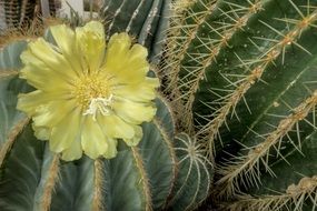 flower cactus nature plant thorns