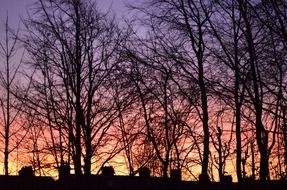 sunset light betwen the trees