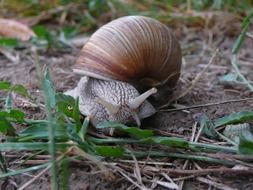 snail grass background animal