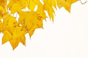 yellow autumn tree leaves on a white background