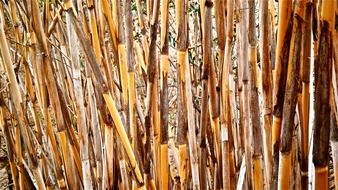 cane arundo donax stems cylindrical