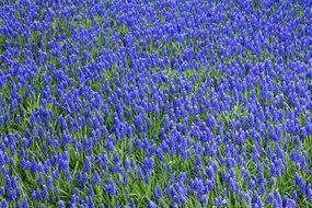 purple hyacinths field