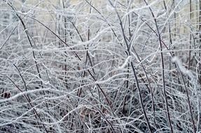 frozen tree ice nature macro