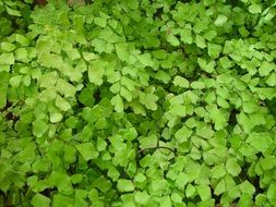 background leafy delicate leaves